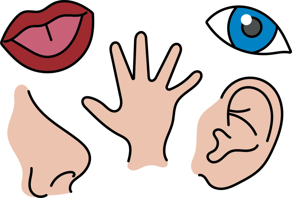 Afbeelding van vijf zintuigen, linksboven: mond, rechts boven: oog, onderaan van links naar rechts: neus, hand, oor.
